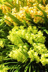 シンビジウムの花　世界の洋蘭