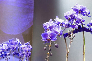 ブルーの胡蝶蘭　世界の洋蘭