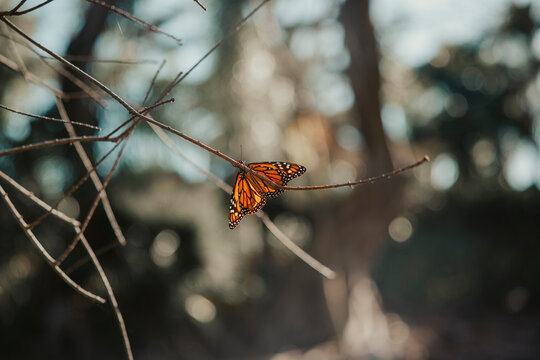 mariposa 