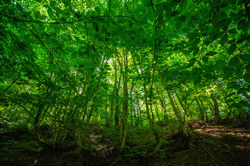Verdant Undergrowth and Tree Canopy on Asalem-Khalkhal Road, Gilan Province, Iran