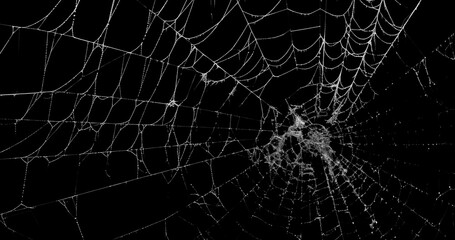 Spider's web realistic use black background