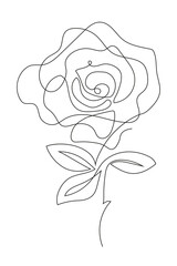 Rose flower. Line art illustration. Transparent background.	