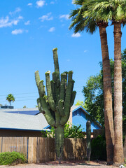 Desert Saguaro with arms full of flowers and tropical palms as key landscaping elements  in...