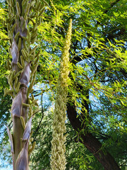 Fototapeta premium Closeup of mature Desert Spoon (Dasylirion Wheeleri) stems full of tightly clumped together green buds before they go into full flowering