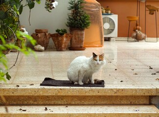 A calico cat sitting on a carpet on a house terrace outdoors.