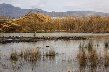 Paisaje de las lagunas del Parque Natural El Hondo, Elche, Alicante