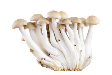 Raw brown bunashimeji Mushrooms isolated png