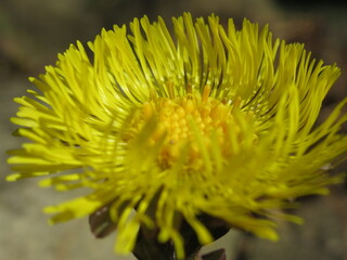 Zbliżenie na żółty kwiat podbiału