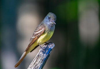 Great Crested Flycatcher 2