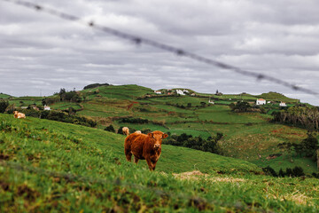 Fototapeta na wymiar Landscapes at Azores islands, hiking at Santa Maria, Portugal, travel in Europe.