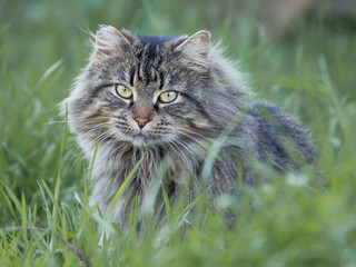 Naklejka na ściany i meble long hair tabby cat with yellow eyes in grass outside
