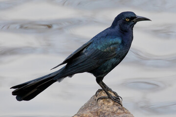 Fototapeta premium Grackle bird near the water