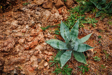 Landscapes at Azores islands, hiking at Santa Maria, Portugal, travel in Europe.