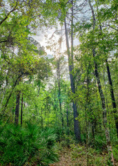 Spring flush of leaf growth in a lush green forest with the sun shining through the trees