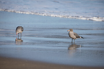 seagulls on the beach