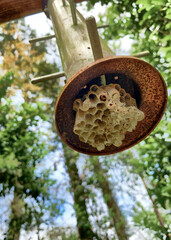 Paper wasp nest on the bottom of a bird feeder