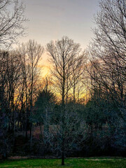 Fototapeta na wymiar Sunset through tree line; in a suburban backyard
