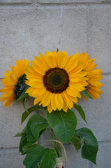 Słoneczniki na betonowym tle  © Pawel Filusz