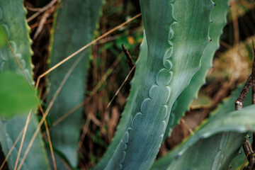 Landscapes at Azores islands, hiking at Santa Maria, Portugal, travel in Europe.