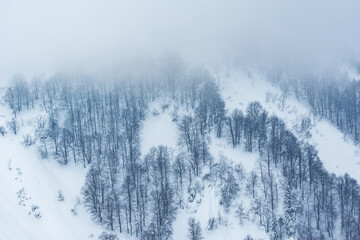 Fog above the forest in the mountain at winter.