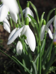 Zbliżenie na białe kwiaty z gatunku Galanthus © Kumulugma