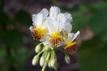 wildflower