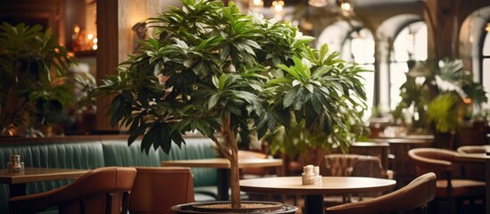 A Schefflera arboricola potted plant sits on top of a table in a restaurant, adding greenery to the interior decor. The large leaves of the houseplant create a refreshing atmosphere in the dining area