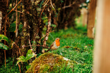 Landscapes at Azores islands, hiking at Santa Maria, Portugal, travel in Europe.
