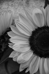 Słonecznik - czarno białe zdjęcie 
