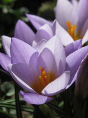 Zbliżenie na jasnoróżowe kwiaty rośliny z gatunku Crocus © Kumulugma