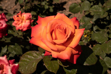 Orange roses blooming in the garden. Closeup view of Rosa Christophe Colomb green leaves and orange...