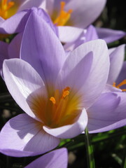 Zbliżenie na jasnoróżowe kwiaty rośliny z gatunku Crocus © Kumulugma