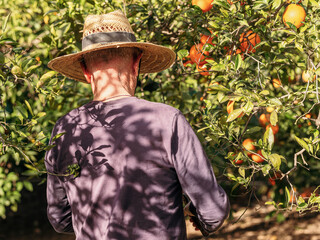 Farmer Harvesting Fresh Oranges in Sunny Orchard