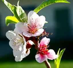 Close-up of delicate, pink cherry blossoms