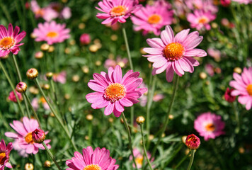Pink daisies grow in a garden in the Spring