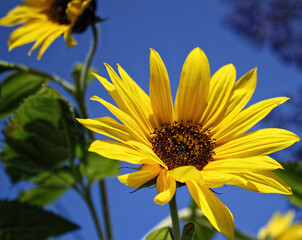 Close-up of a yellow daisy or black-eyed Susan in the spring