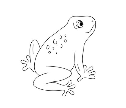 Vector isolated one single frog toad side view back view  colorless black and white contour line easy drawing