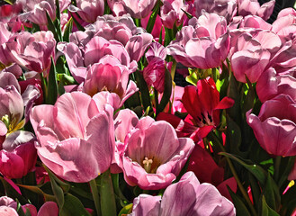 Close-up of pink tulips in a garden
