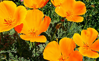 Close-up of bright orange California poppies in the Spring