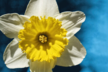 Close-up of a single, yellow daffodil or jonquil