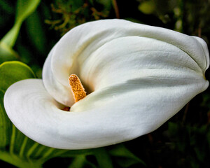 Single white calla lily with yellow stamen
