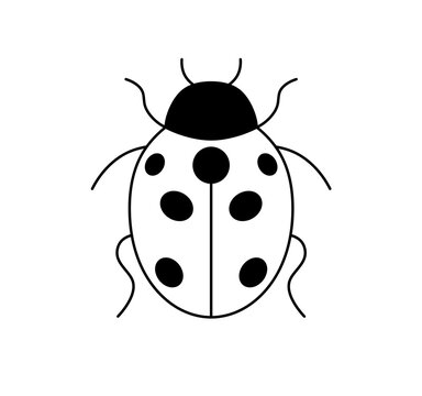 Vector isolated one single ladybug ladybird beetle top view colorless black and white contour line easy drawing