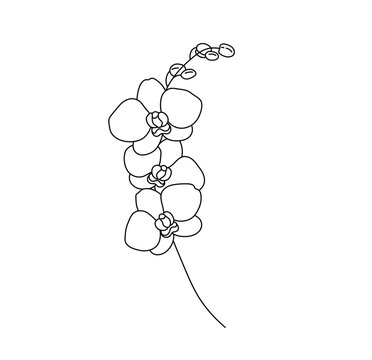 Vector isolated one single orchid branch with flowers and buds colorless black and white contour line easy drawing