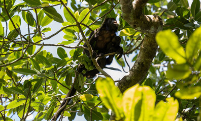 Monkey on a tree branch