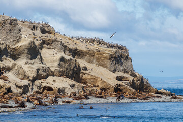 Fototapeta na wymiar Martha Island, Punta Arenas, Magallanes Region, Chile