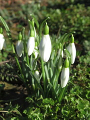 Zbliżenie na śnieżnobiałe kwiaty z gatunku Galanthus © Kumulugma