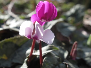 Zbliżenie na dwukolorowe kwiaty  rośliny z gatunku cyclamen © Kumulugma