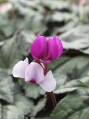 Zbliżenie na dwukolorowe kwiaty  rośliny z gatunku cyclamen © Kumulugma