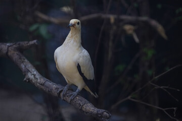 The pied imperial pigeon bird is rest in the garden