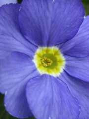 Zbliżenie na niebieski kwiat rośliny z gatunku Primula